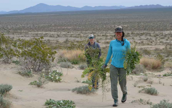 Two people carry what is likely invasive fauna through a desert landscape during a service day with outward bound. 